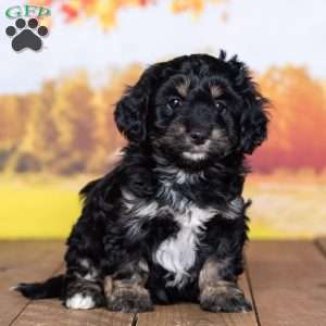 Zoey, Mini Bernedoodle Puppy